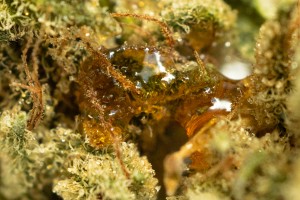 live resin concentrate poured over cannabis flower