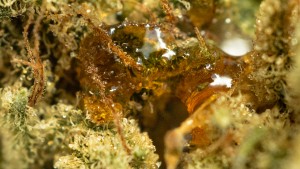 live resin concentrate poured over cannabis flower