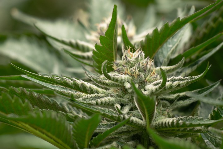 cannabis flower