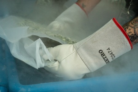a person with gloves handling fresh frozen cannabis
