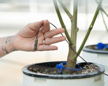irrigation system for cannabis plants