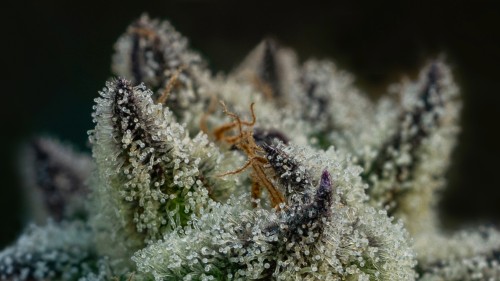 close up of a cannabis plant with terpenes