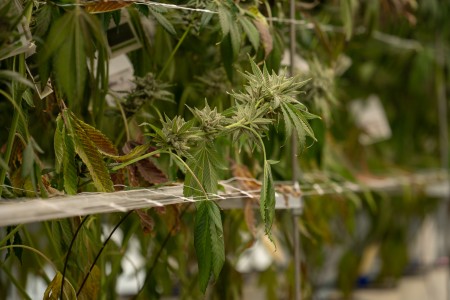 wilted cannabis plant